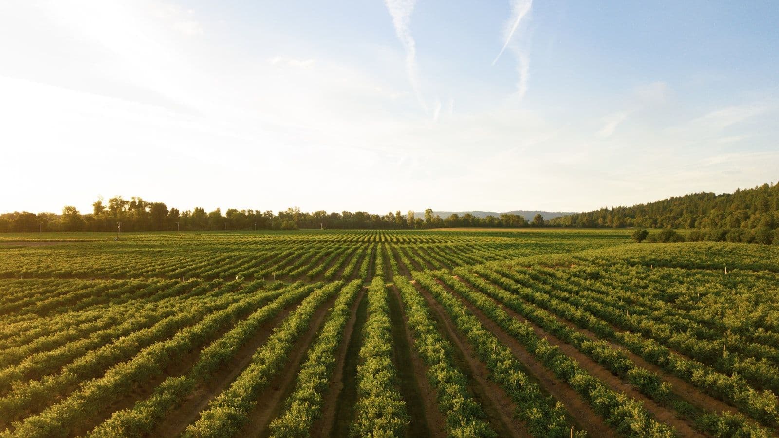 Agriculture & Food Production